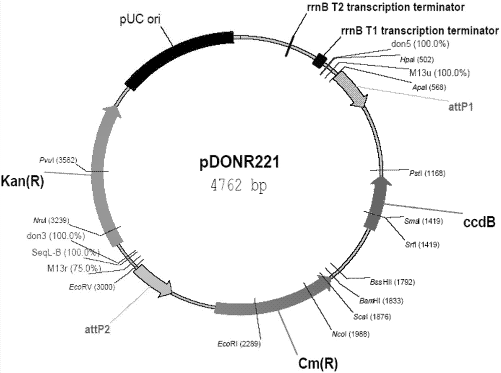 Soybean salt-tolerant gene GmCIPK2 and application thereof