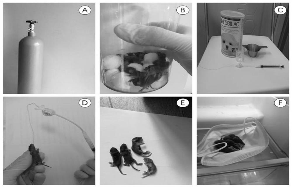 Application of tauroursodeoxycholic acid in treatment of neonatal necrotic enterocolitis