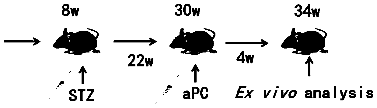 Application of a blood coagulation protease apc in the prevention and treatment of diabetic cardiomyopathy