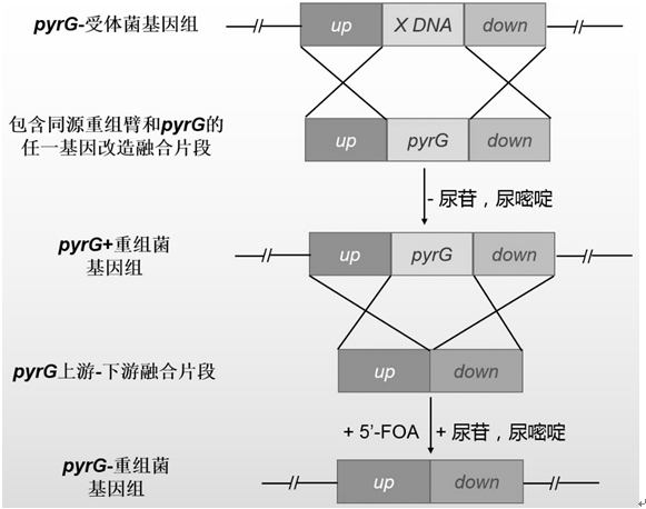 PyrG screening marker recycling method and application