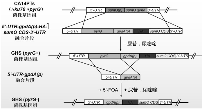 PyrG screening marker recycling method and application