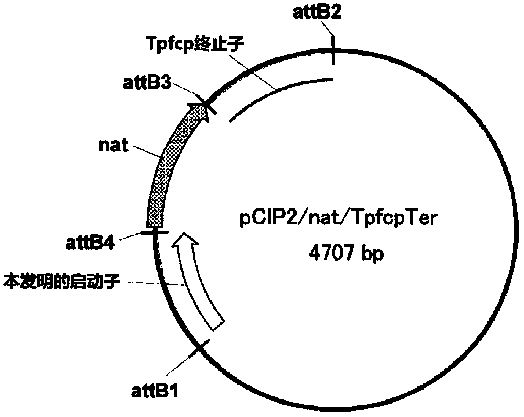 Novel promoter for use in transformation of algae