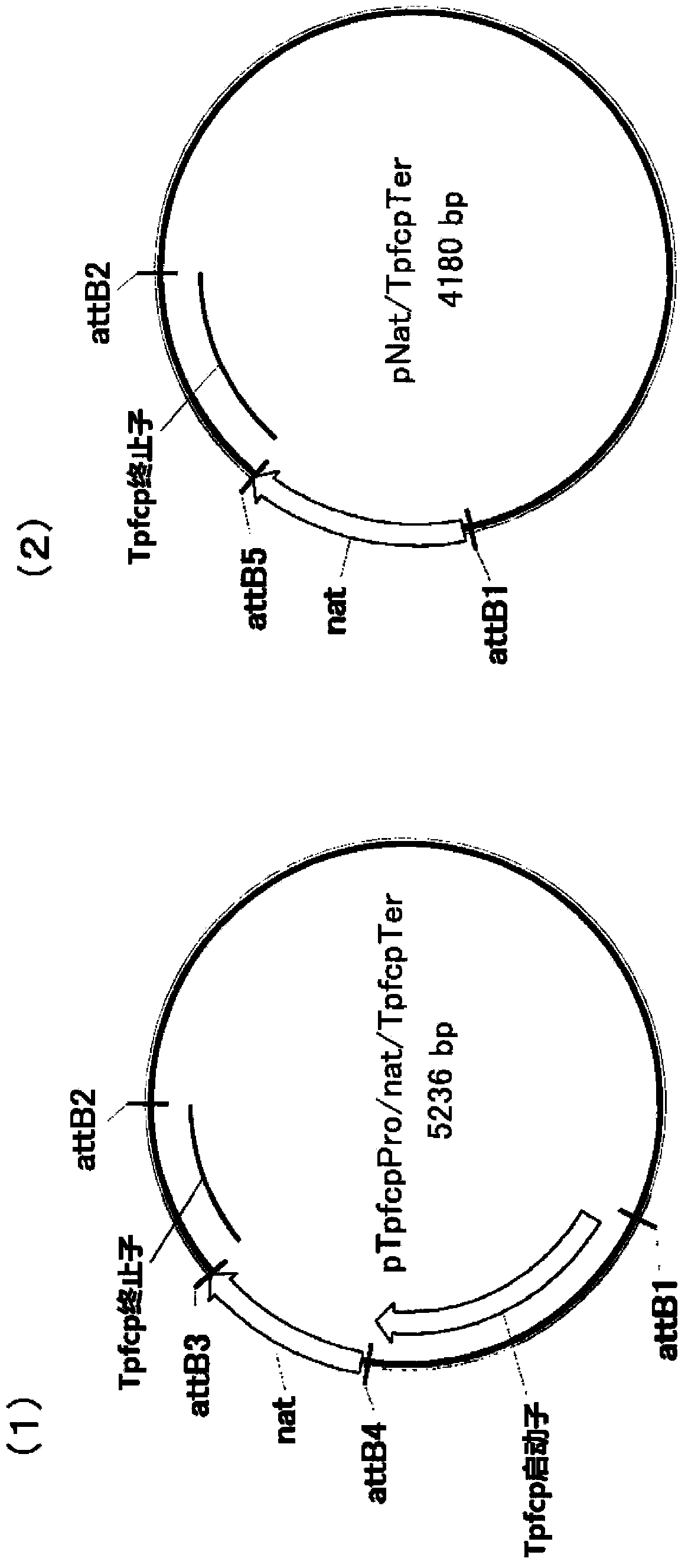 Novel promoter for use in transformation of algae