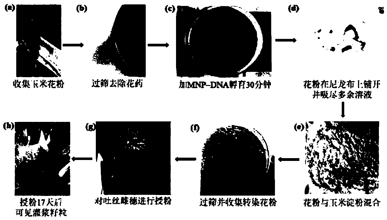 DNA introduction method independent of corn genotype