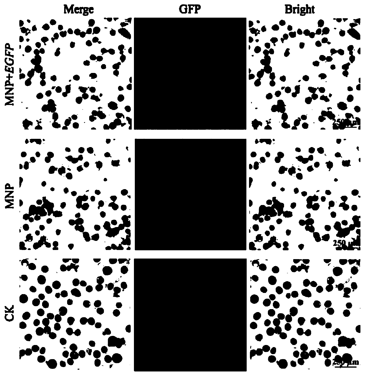 DNA introduction method independent of corn genotype