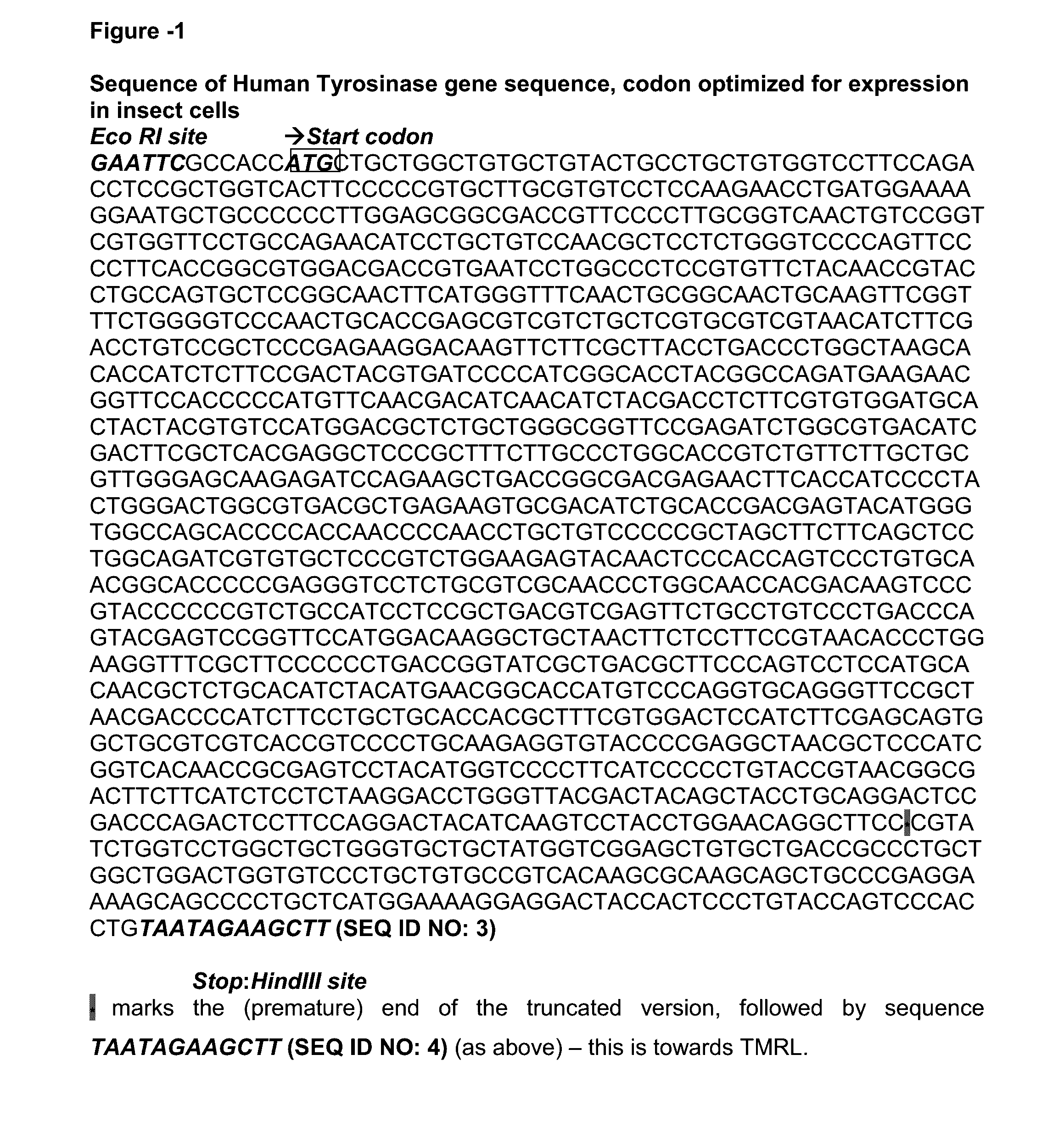 Method of preparing recombinant human tyrosinase