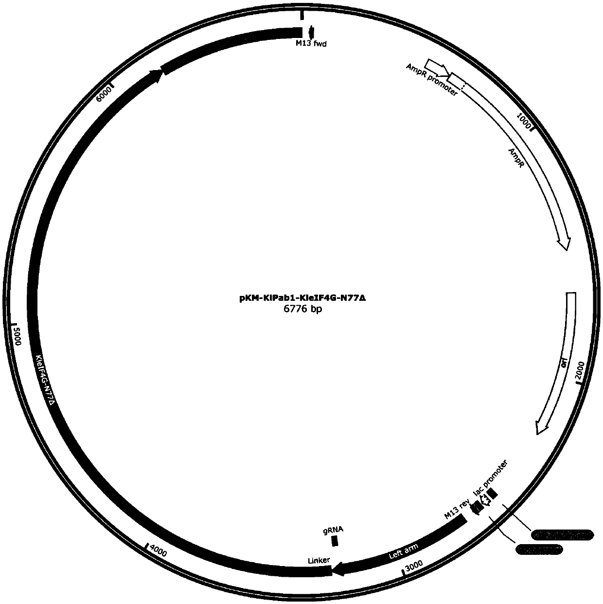 Preparation of fusion protein in deficiency of different structural domains and application of fusion protein to improvement of protein synthesis