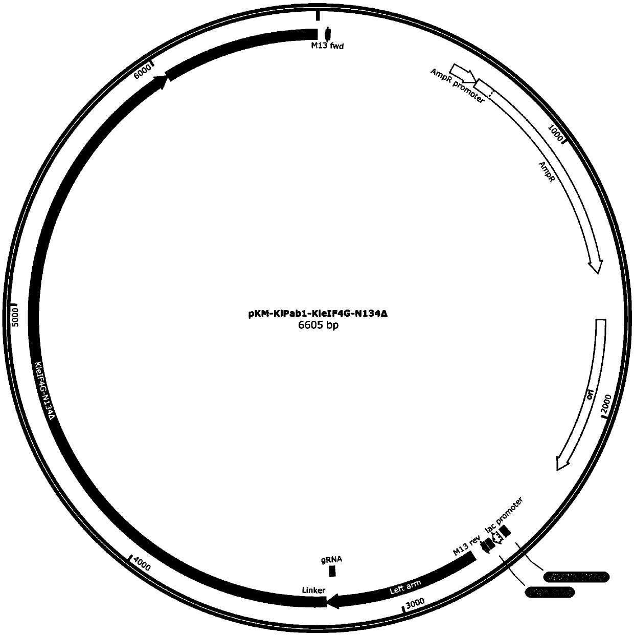 Preparation of fusion protein in deficiency of different structural domains and application of fusion protein to improvement of protein synthesis