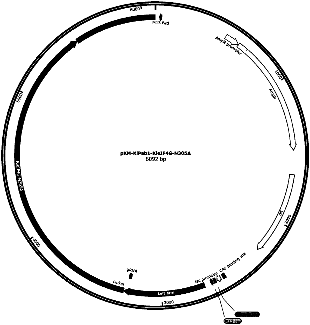 Preparation of fusion protein in deficiency of different structural domains and application of fusion protein to improvement of protein synthesis