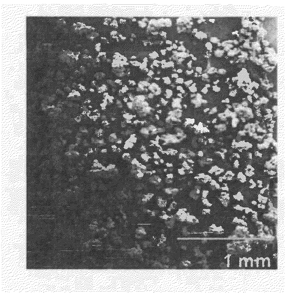 Polymer and method for producing the same