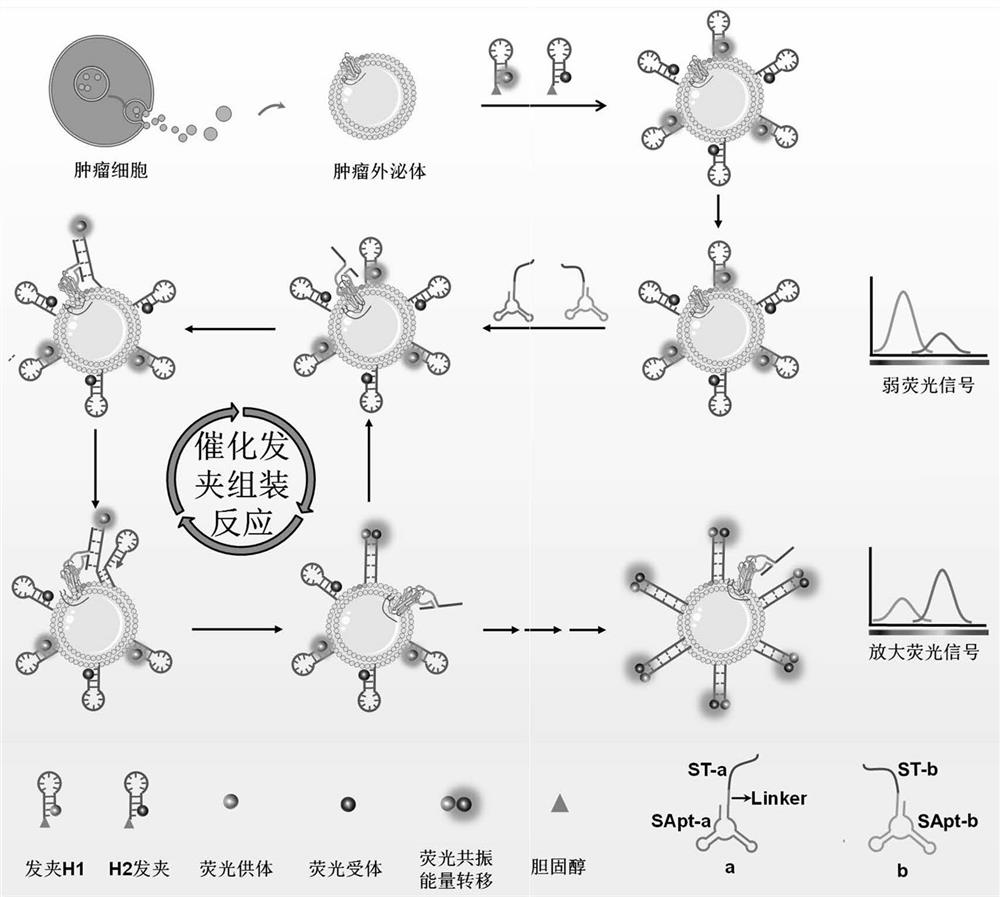 Three-dimensional DNA walker and application thereof in tumor exosome detection