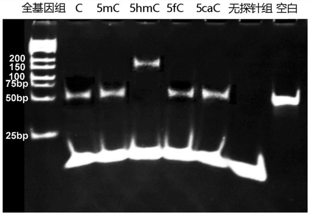 Whole genome overall 5hmC detection method and application thereof