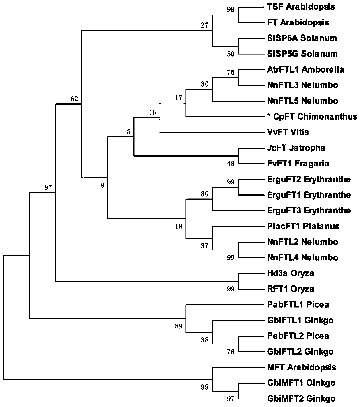 Chimonanthus praecox CpFT gene and application thereof