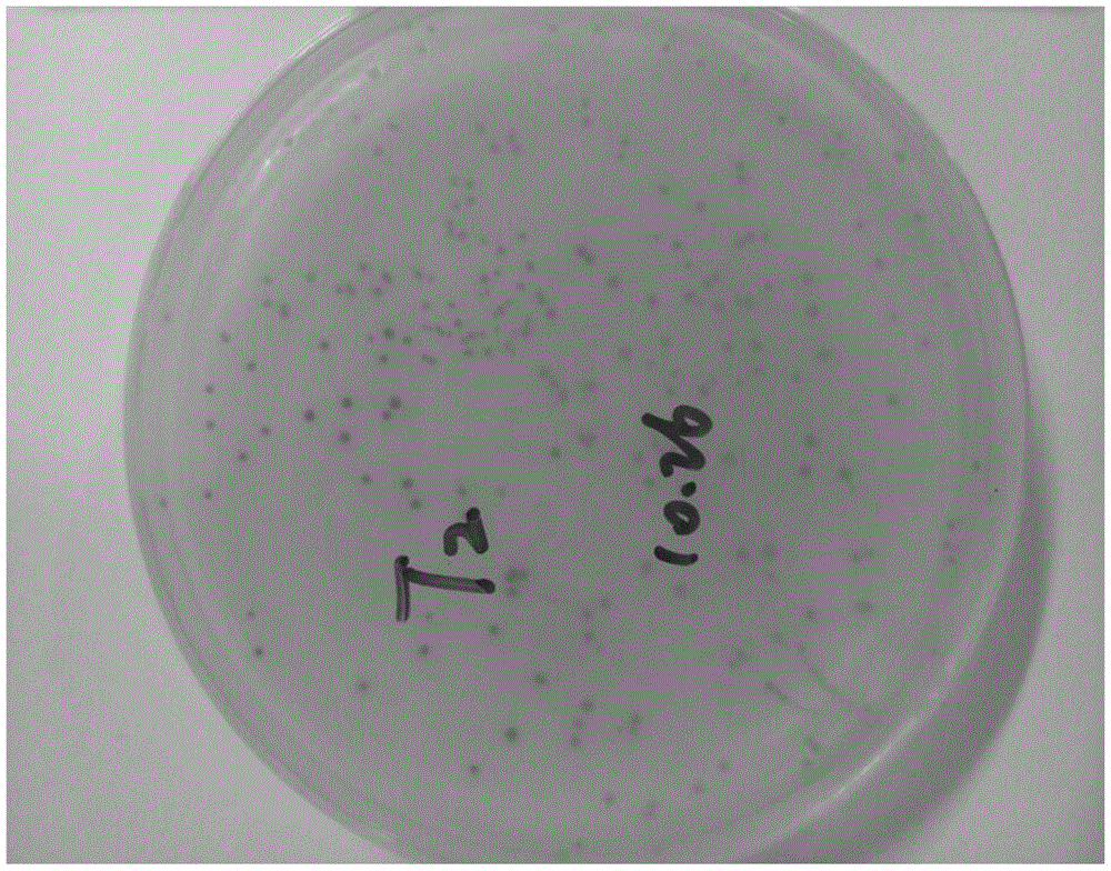 Preparation, application and kit of coliphage M13 internal standard quality-control product