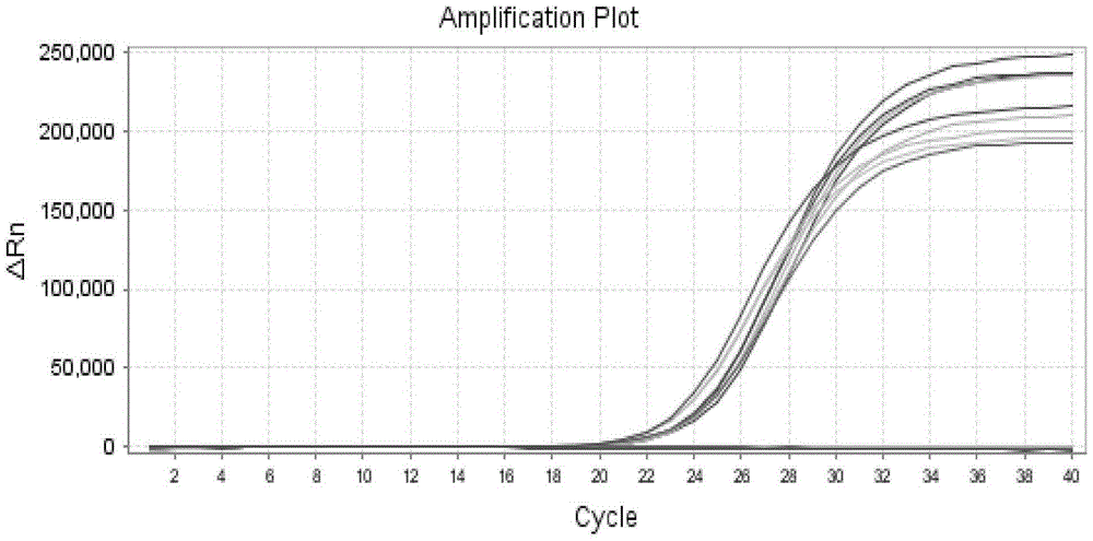 Preparation, application and kit of coliphage M13 internal standard quality-control product