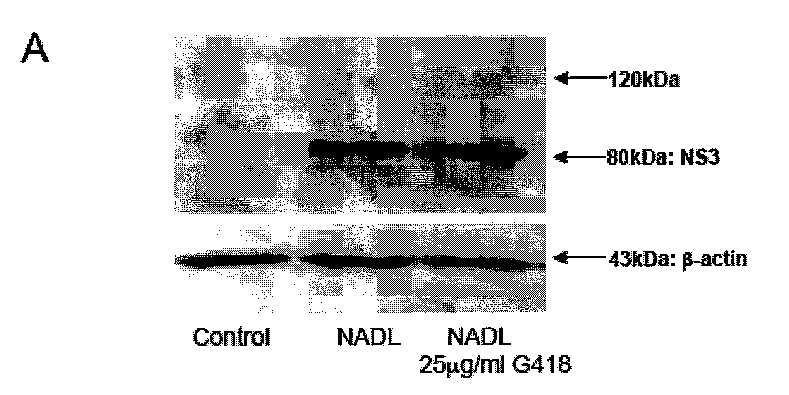 2-Amino-2,7-dideoxy-alpha-D-glycero-D-gluco-heptopyranosyl Inhibitors of Positive Sense Single-Stranded RNA Envelope Viruses