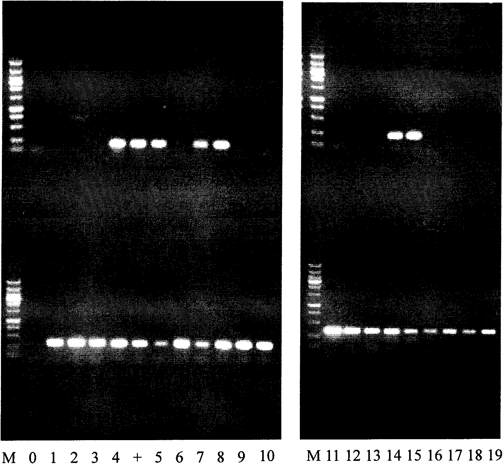 Method for detecting and counting live microbes