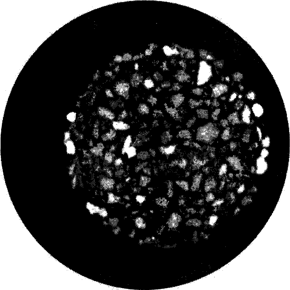 Method for establishing network model based on serial section image