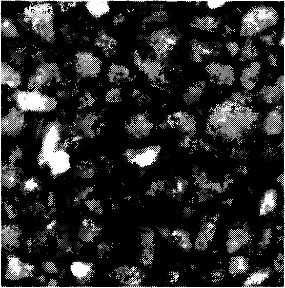 Method for establishing network model based on serial section image