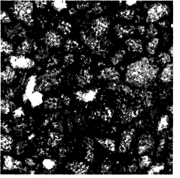 Method for establishing network model based on serial section image