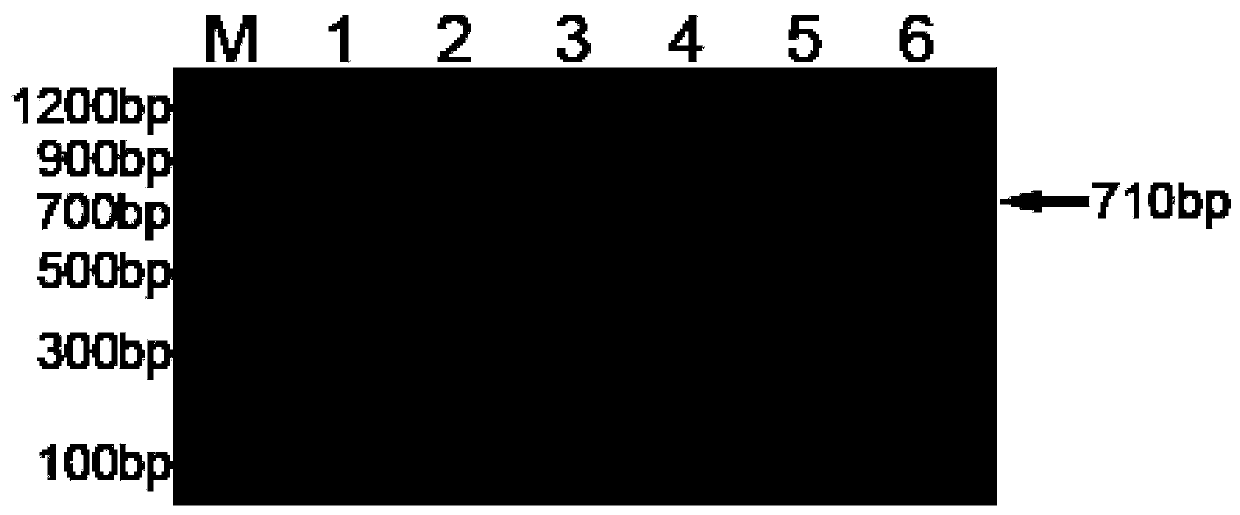 Method and kit for directly amplifying DNA (deoxyribonucleic acid) bar code of trace sample without extraction