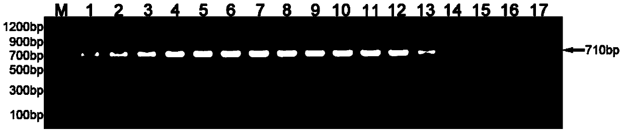 Method and kit for directly amplifying DNA (deoxyribonucleic acid) bar code of trace sample without extraction