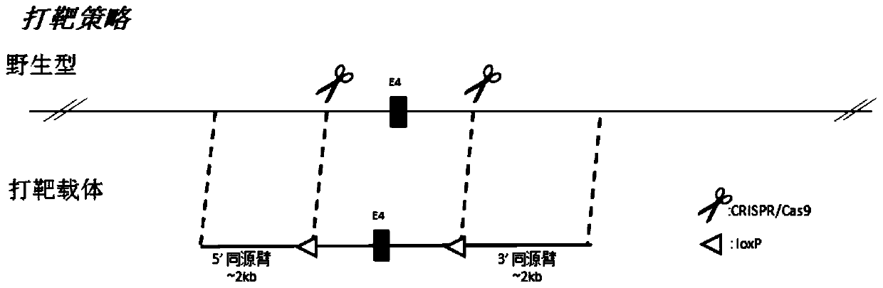 A method for preparing ps1 gene conditional knockout flox rats