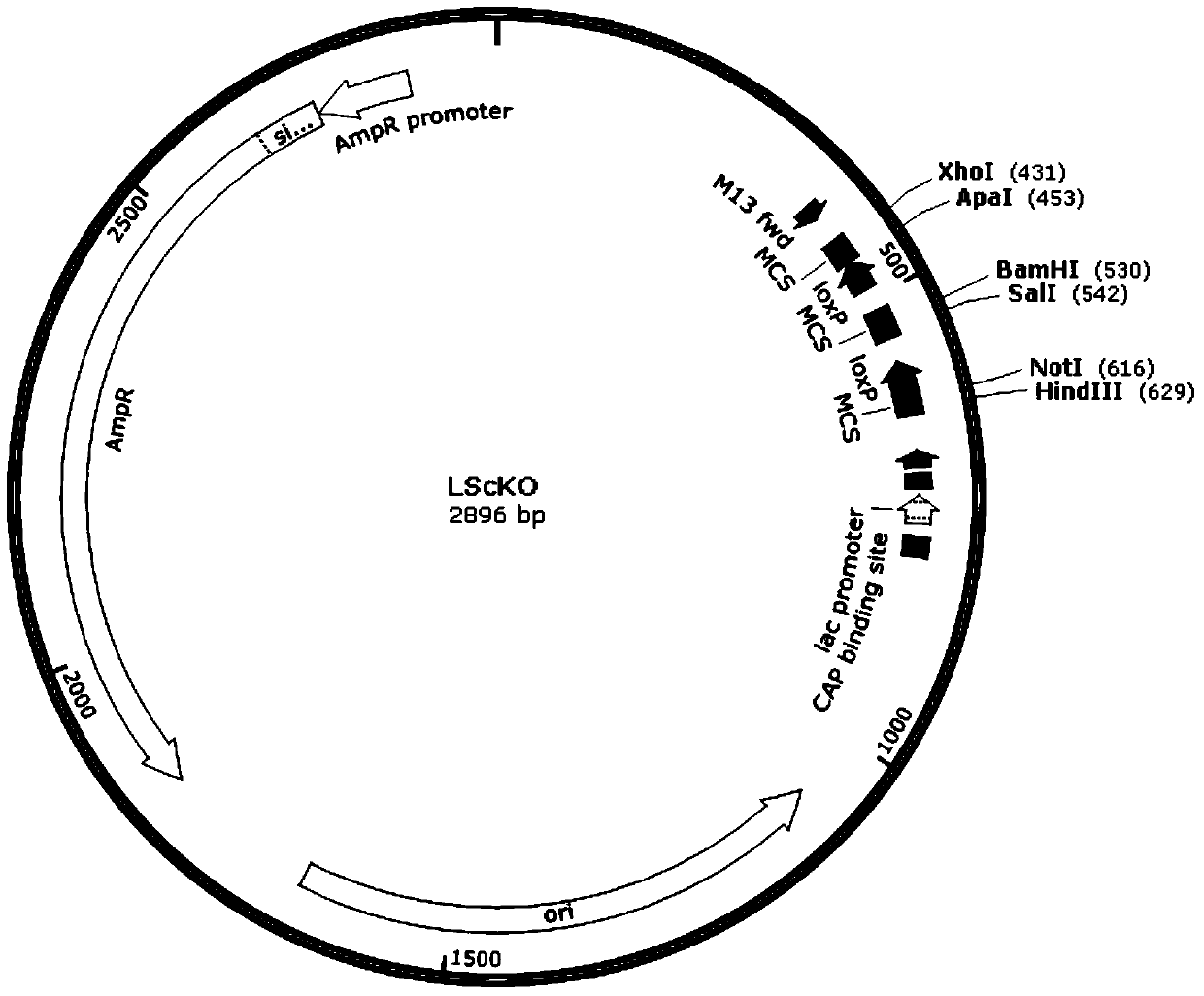 A method for preparing ps1 gene conditional knockout flox rats