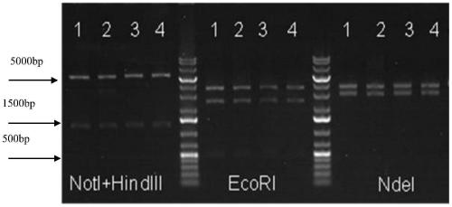 A method for preparing ps1 gene conditional knockout flox rats