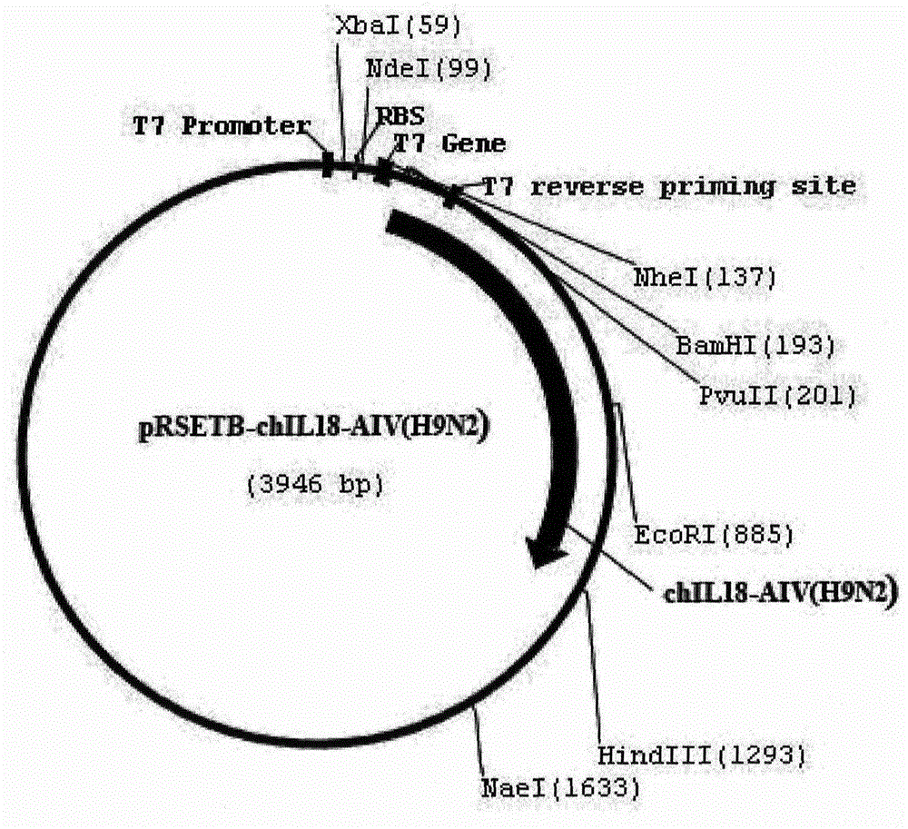 Recombinant H9N2 subtype avian influenza enhanced multi-epitope vaccine