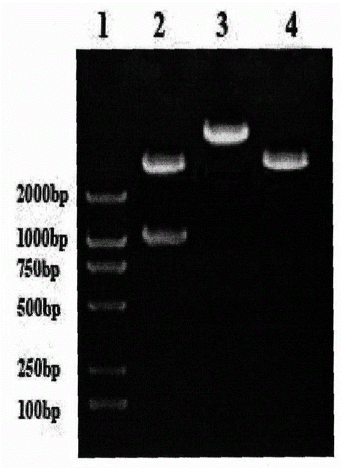 Recombinant H9N2 subtype avian influenza enhanced multi-epitope vaccine