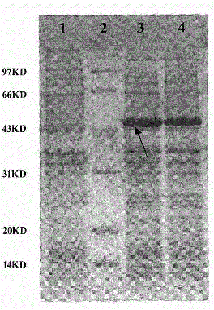 Recombinant H9N2 subtype avian influenza enhanced multi-epitope vaccine