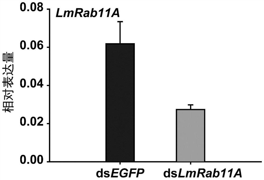 Application of rab11a gene and its dsRNA in migratory locust control