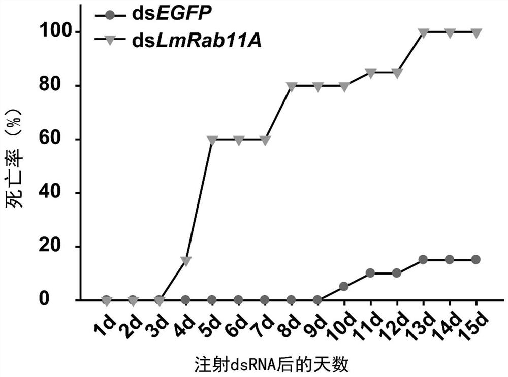 Application of rab11a gene and its dsRNA in migratory locust control