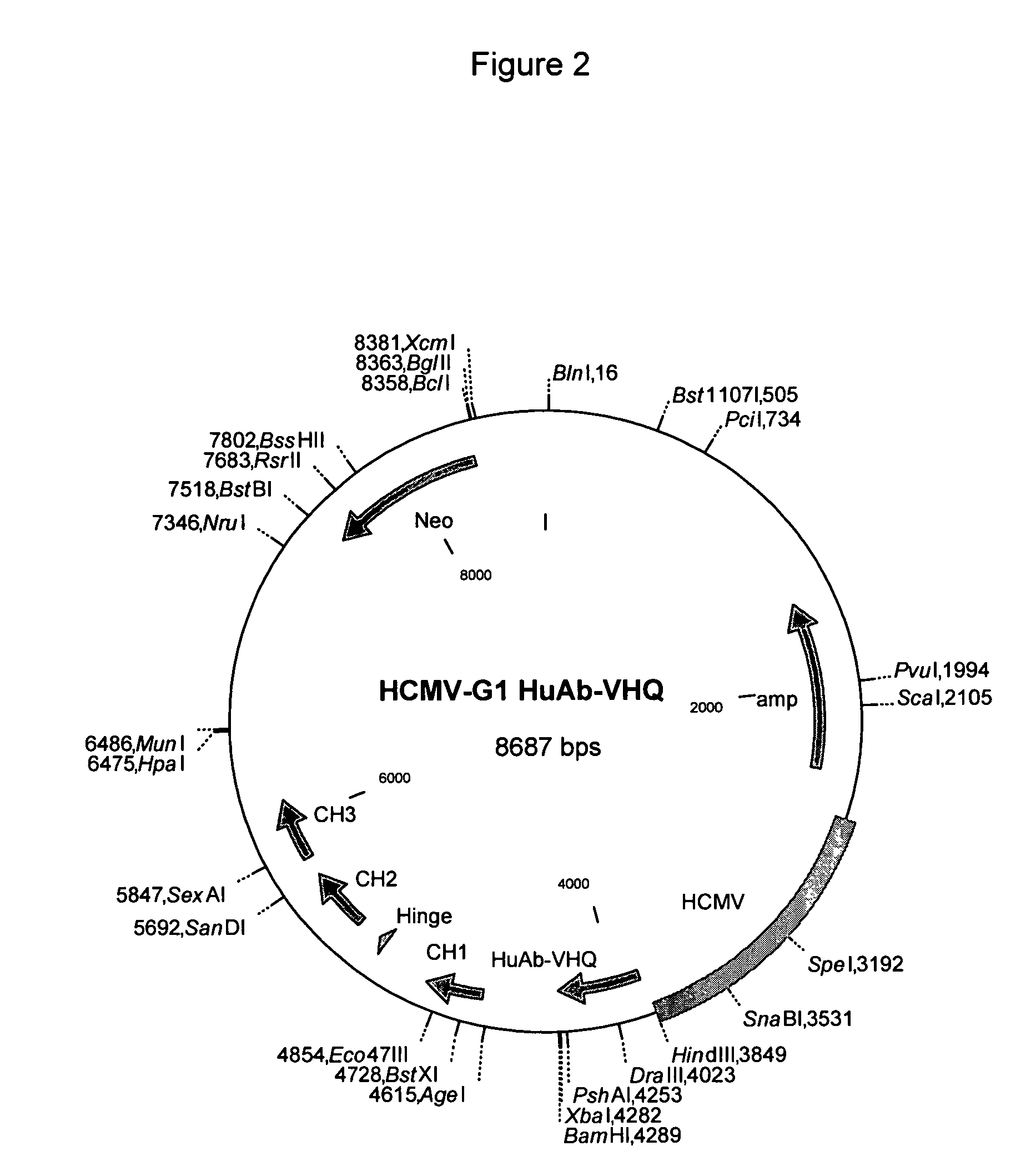 Therapeutic binding molecules