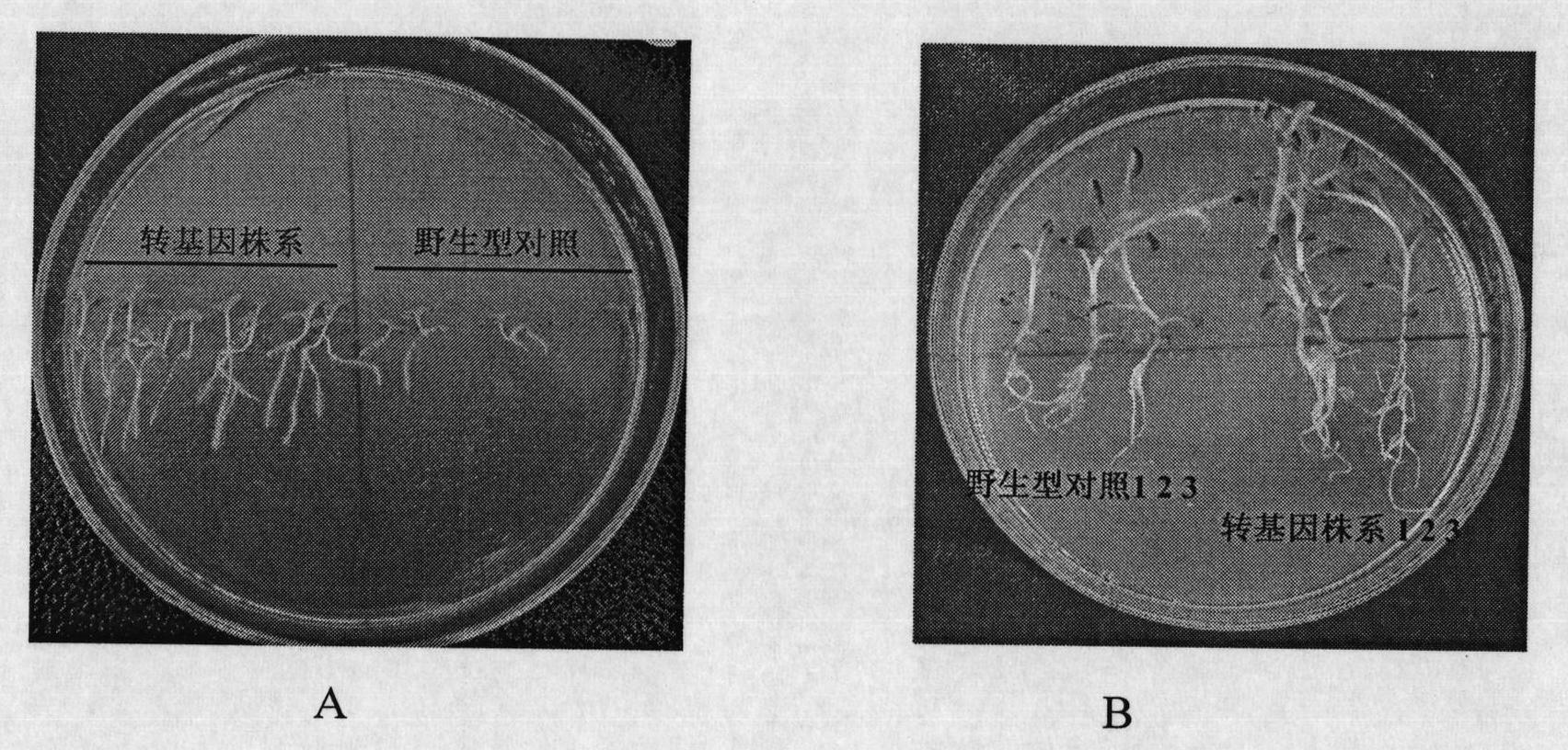 Plant drought-resistance and salt-tolerance associated protein TaNAC, and encoding gene and application thereof