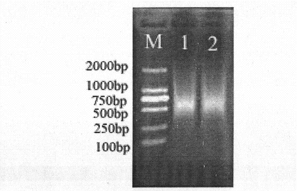 Methods for acquiring micro-satellite sequence and polymorphic micro-satellite markers of hucho taimen and polymorphic micro-satellite markers of hucho taimen