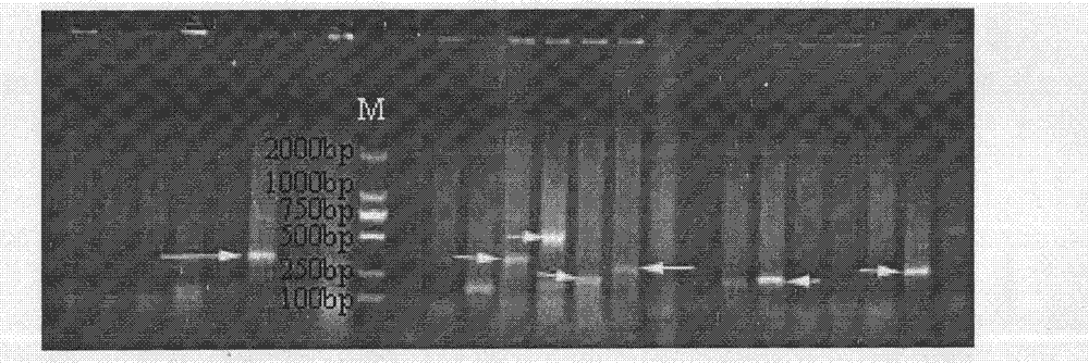 Methods for acquiring micro-satellite sequence and polymorphic micro-satellite markers of hucho taimen and polymorphic micro-satellite markers of hucho taimen