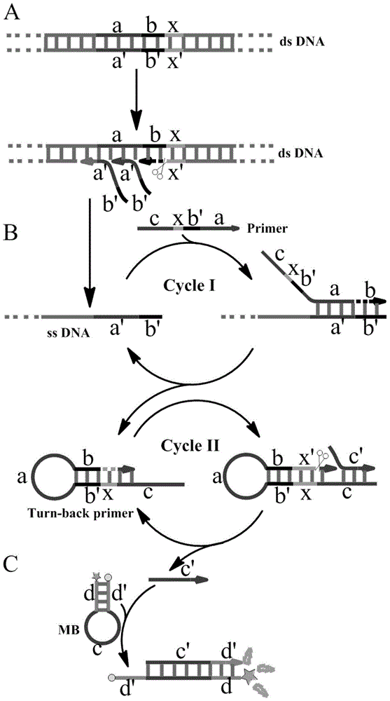 A nucleic acid constant temperature amplification method initiated by a single primer