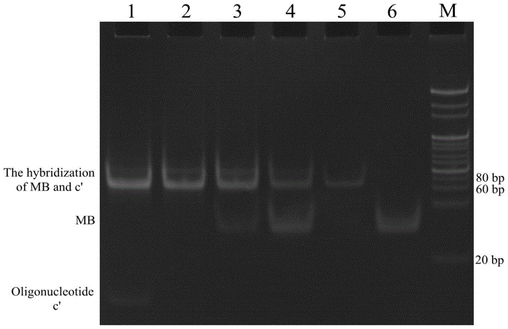 A nucleic acid constant temperature amplification method initiated by a single primer