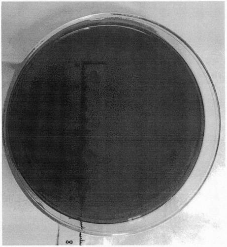 A strain of Pantoea with good degrading effect on cellulose