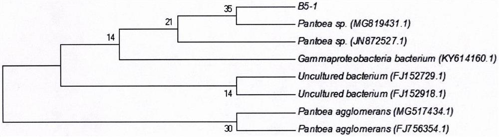 A strain of Pantoea with good degrading effect on cellulose