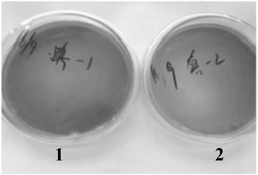 Personal care essence oil containing alkannin and preparation method and application thereof