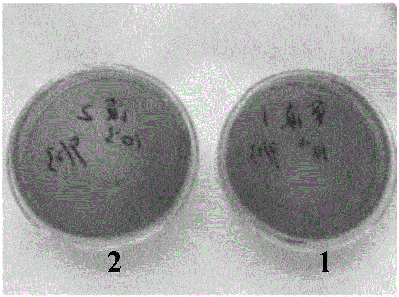 Personal care essence oil containing alkannin and preparation method and application thereof