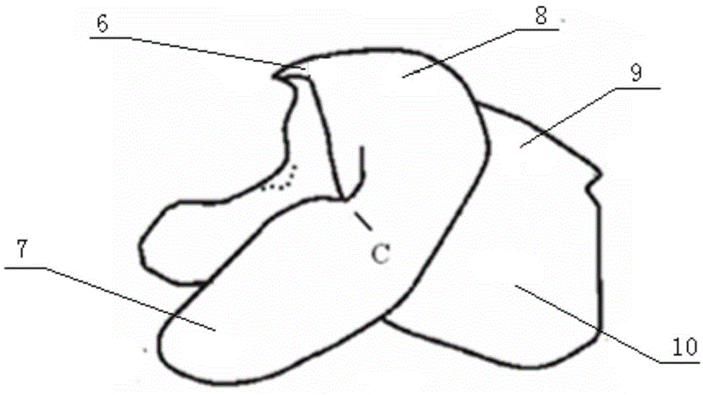 Method of identifying day age of cephalopods through beak