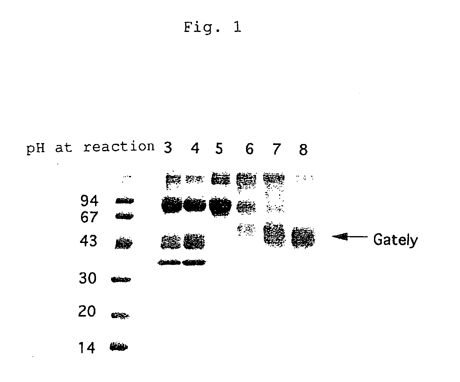 Enzyme producing plasma protein fragment having inhibitory activity to metastasis and growth of cancer and plasma protein fragment produced by fragmentation by said enzyme