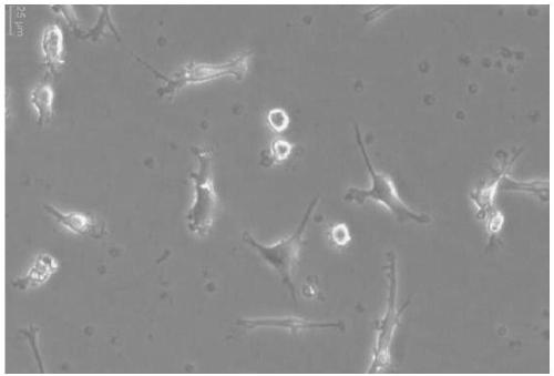 AFFT2 cell