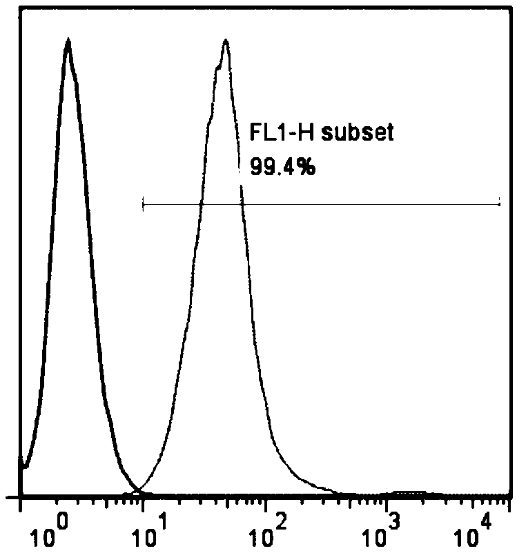 AFFT2 cell