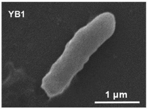 Bacterium-photothermal nanoparticle composite and preparation method and application thereof