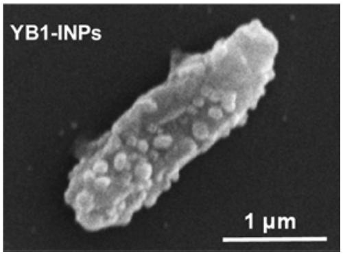 Bacterium-photothermal nanoparticle composite and preparation method and application thereof